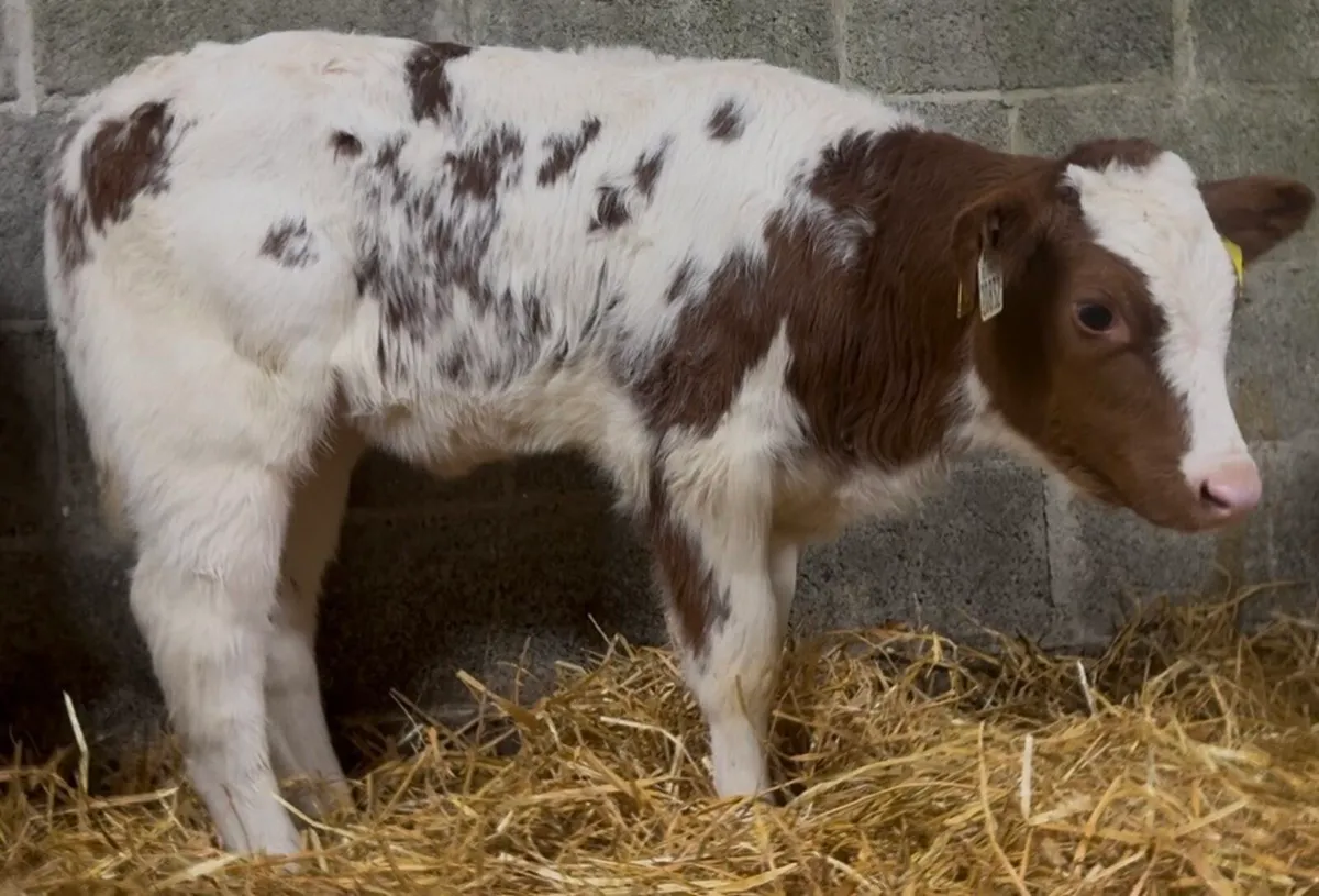 8 standout BB heifer calves - Image 1