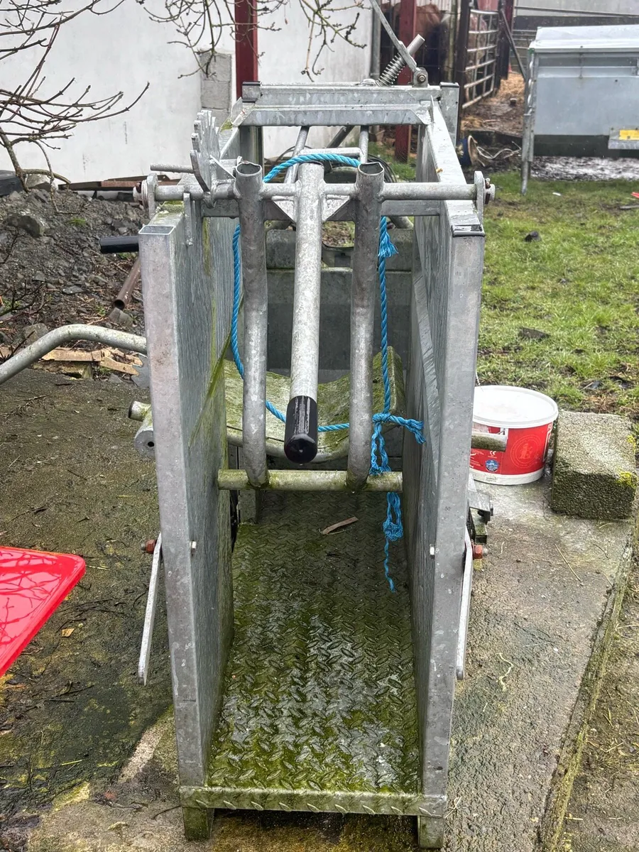 Calf dehorning crate - Image 2