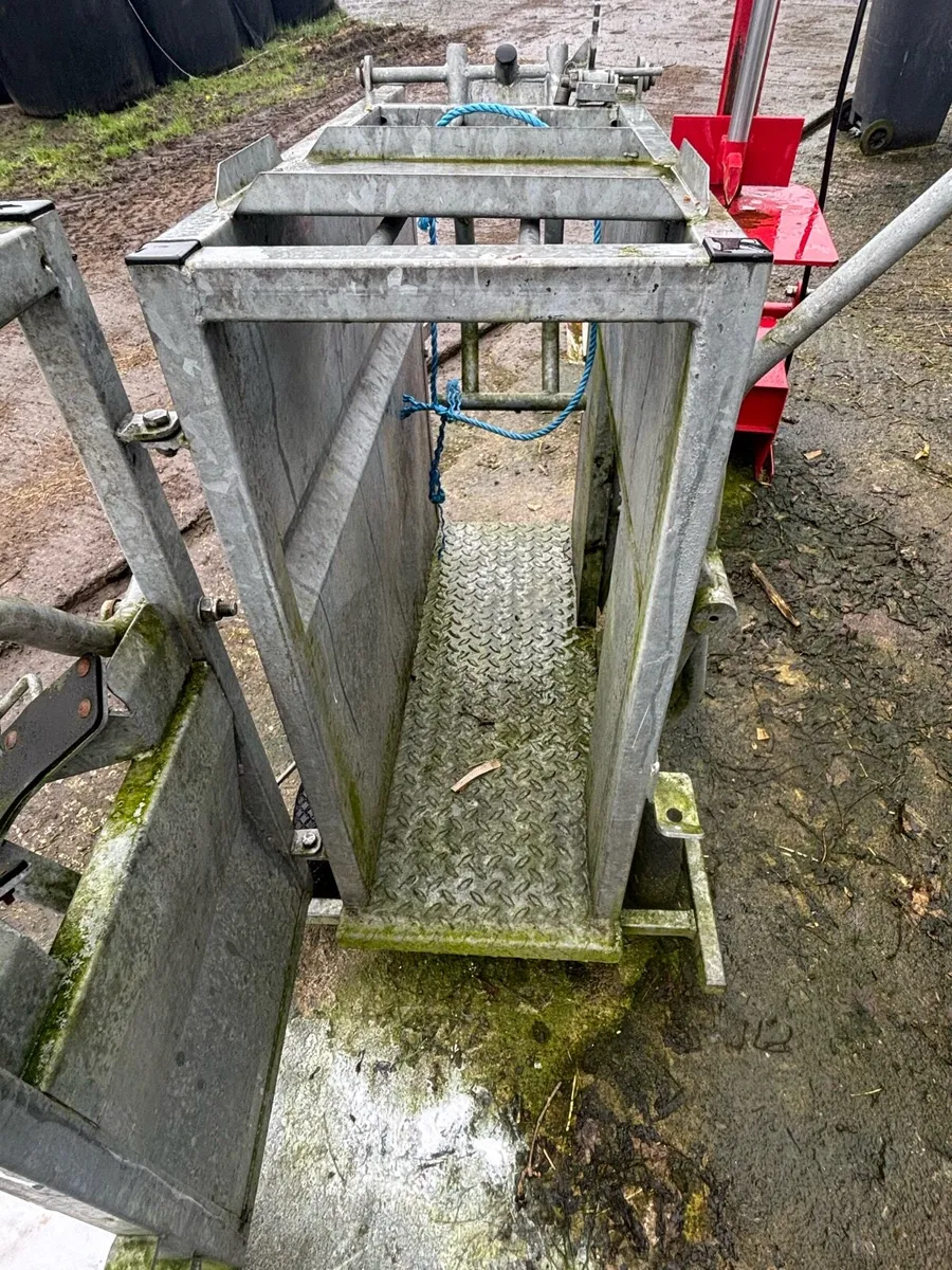Calf de horning crate - Image 1