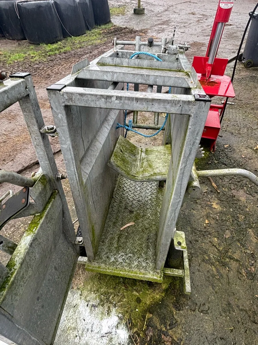 Calf de horning crate - Image 2