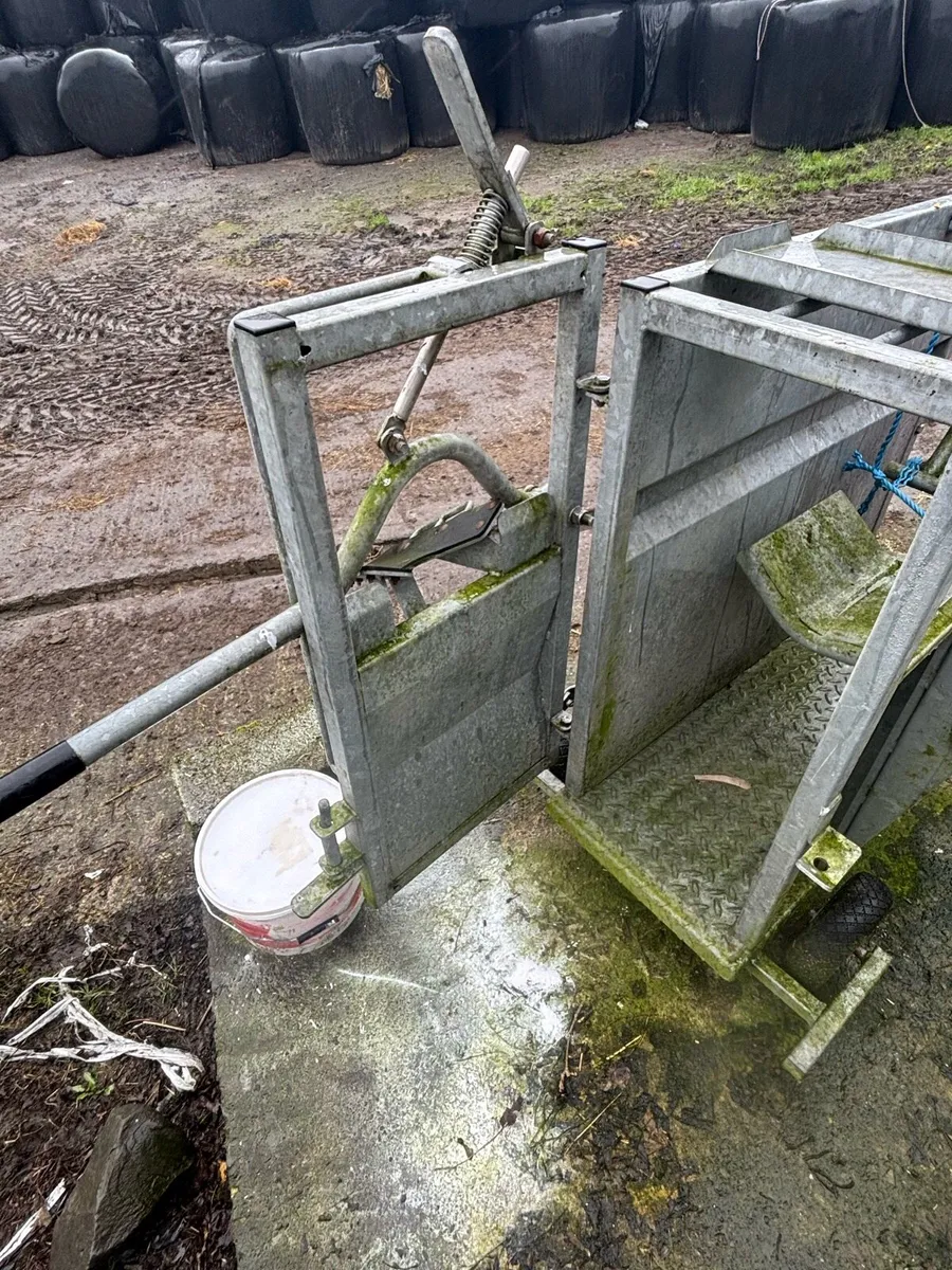 Calf de horning crate - Image 3