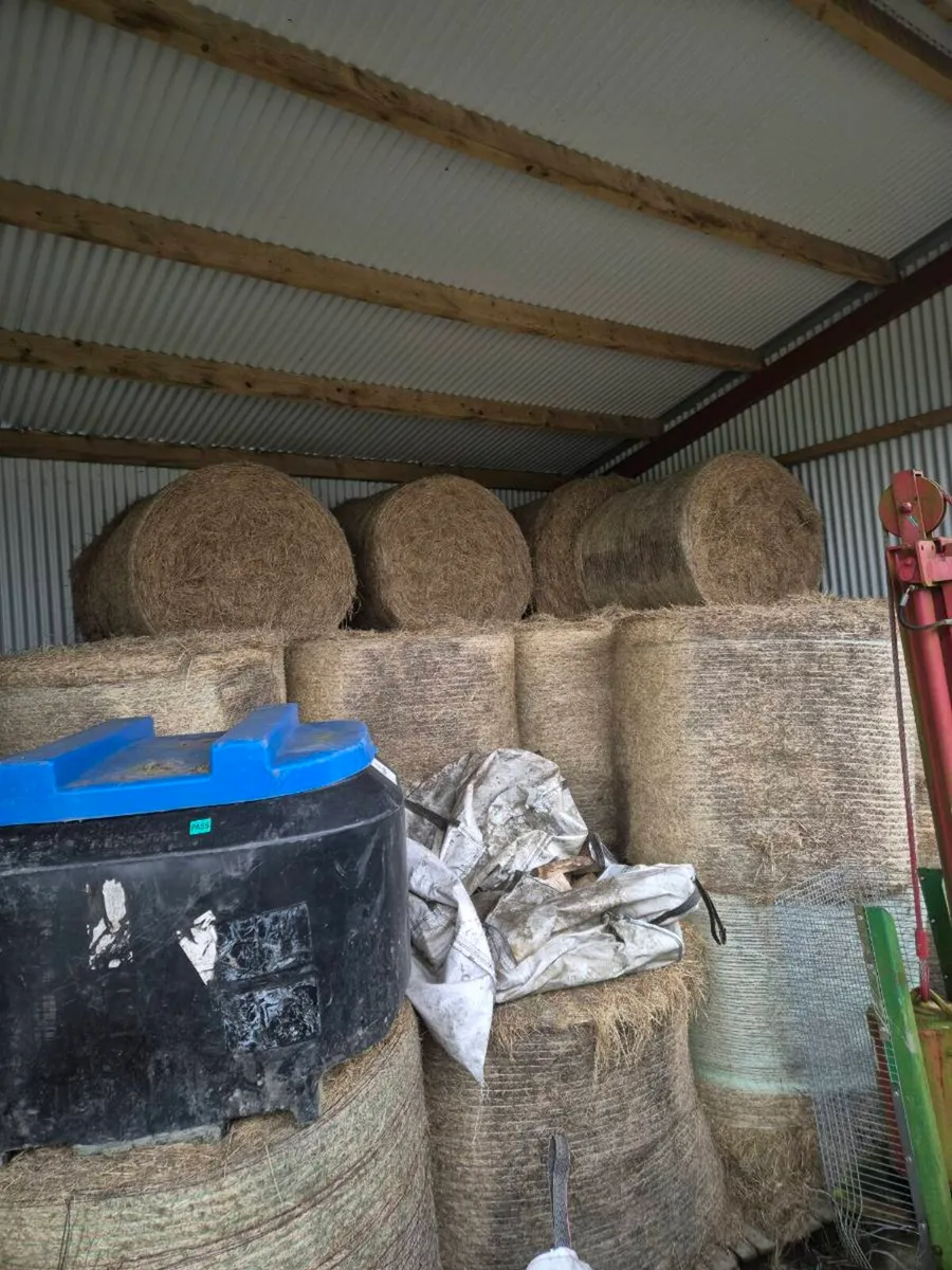 Hay - Image 2