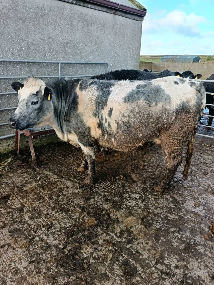 2  in-calf heifers - Image 1