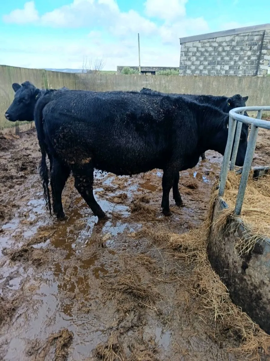 2  in-calf heifers - Image 3