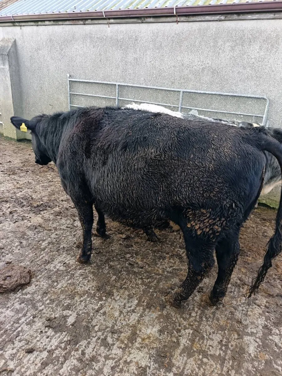 2  in-calf heifers - Image 4