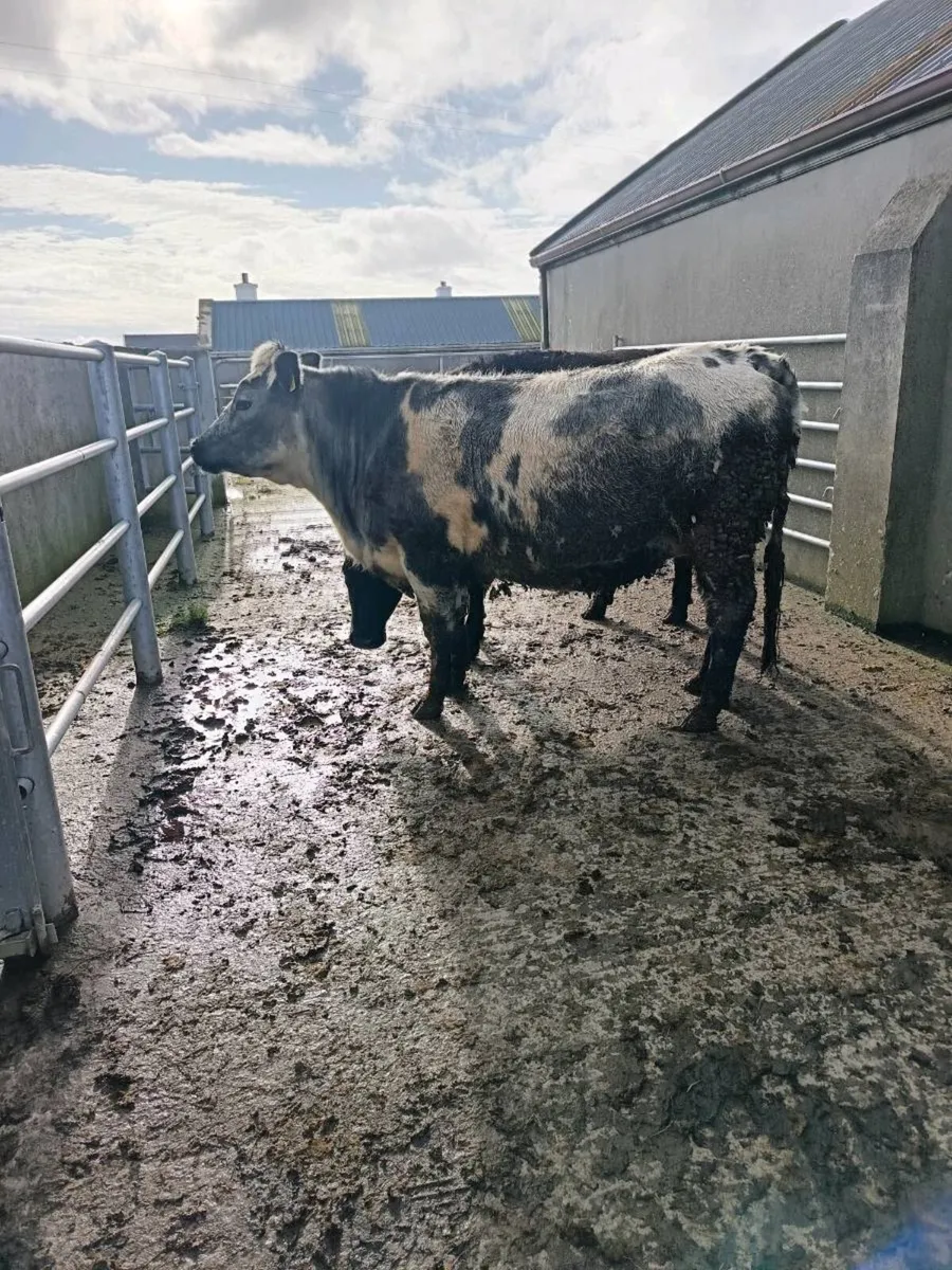 2  in-calf heifers - Image 2
