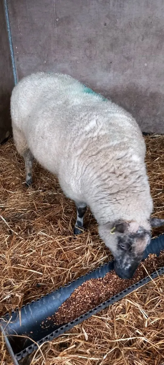 3yr old foster ewe - Image 1