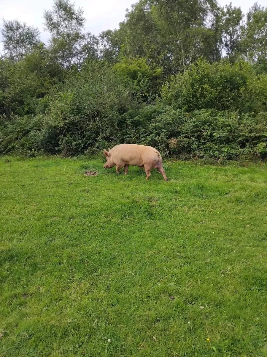 Two breeding sows and Tamworth boar - Image 1