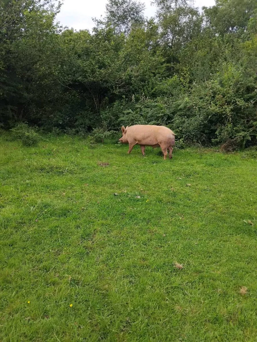 Two breeding sows and Tamworth boar - Image 2