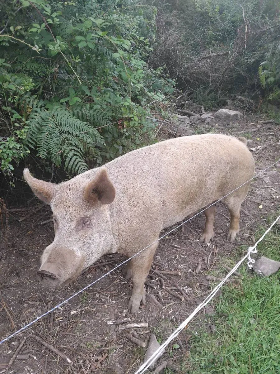 Two breeding sows and Tamworth boar - Image 3