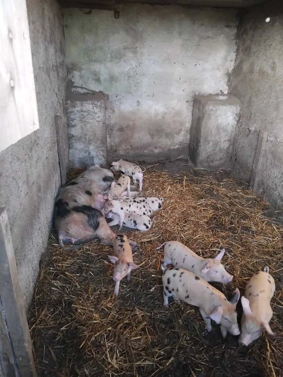 Two breeding sows and Tamworth boar - Image 4