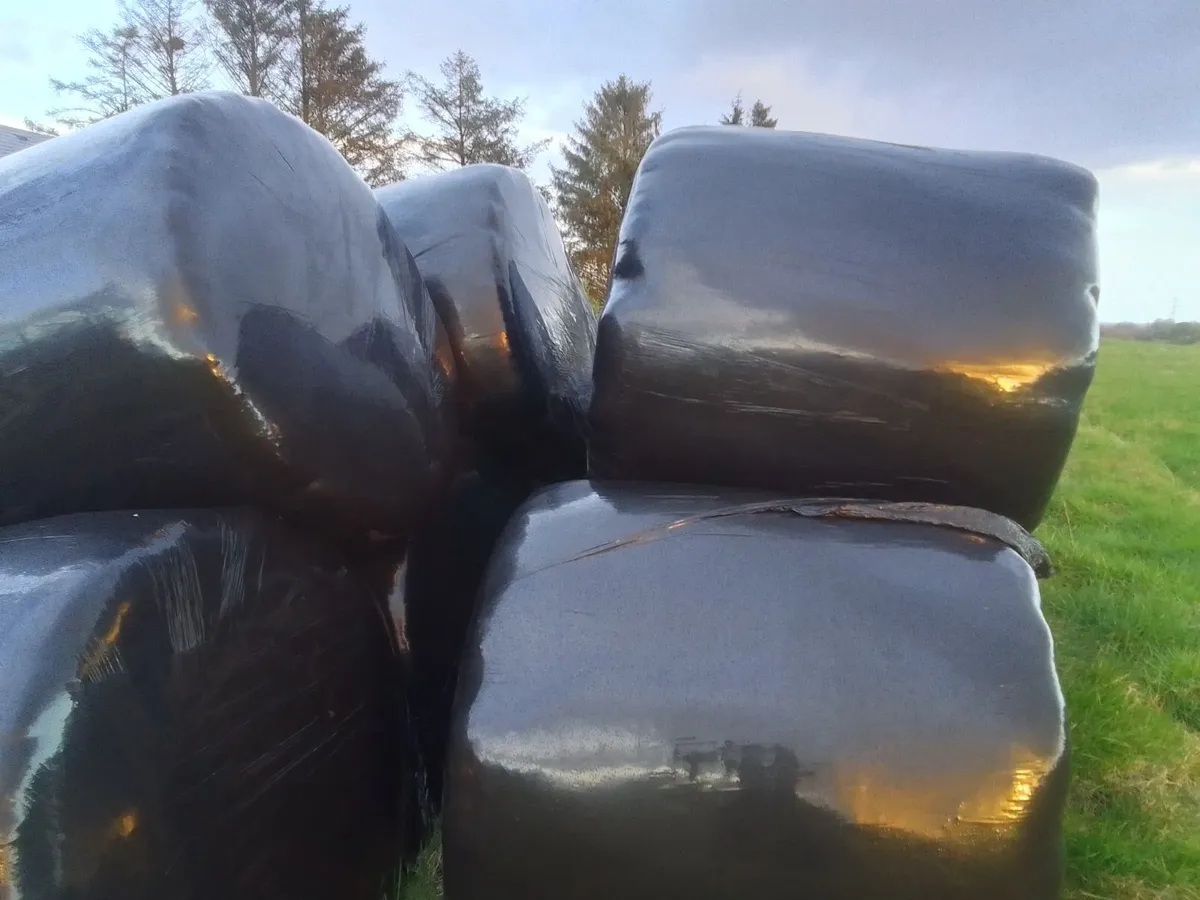 Silage bales - Image 2