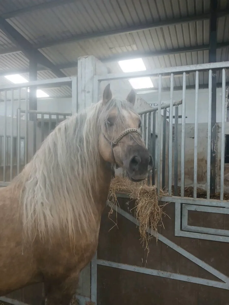 Welsh cob stallion - Image 1