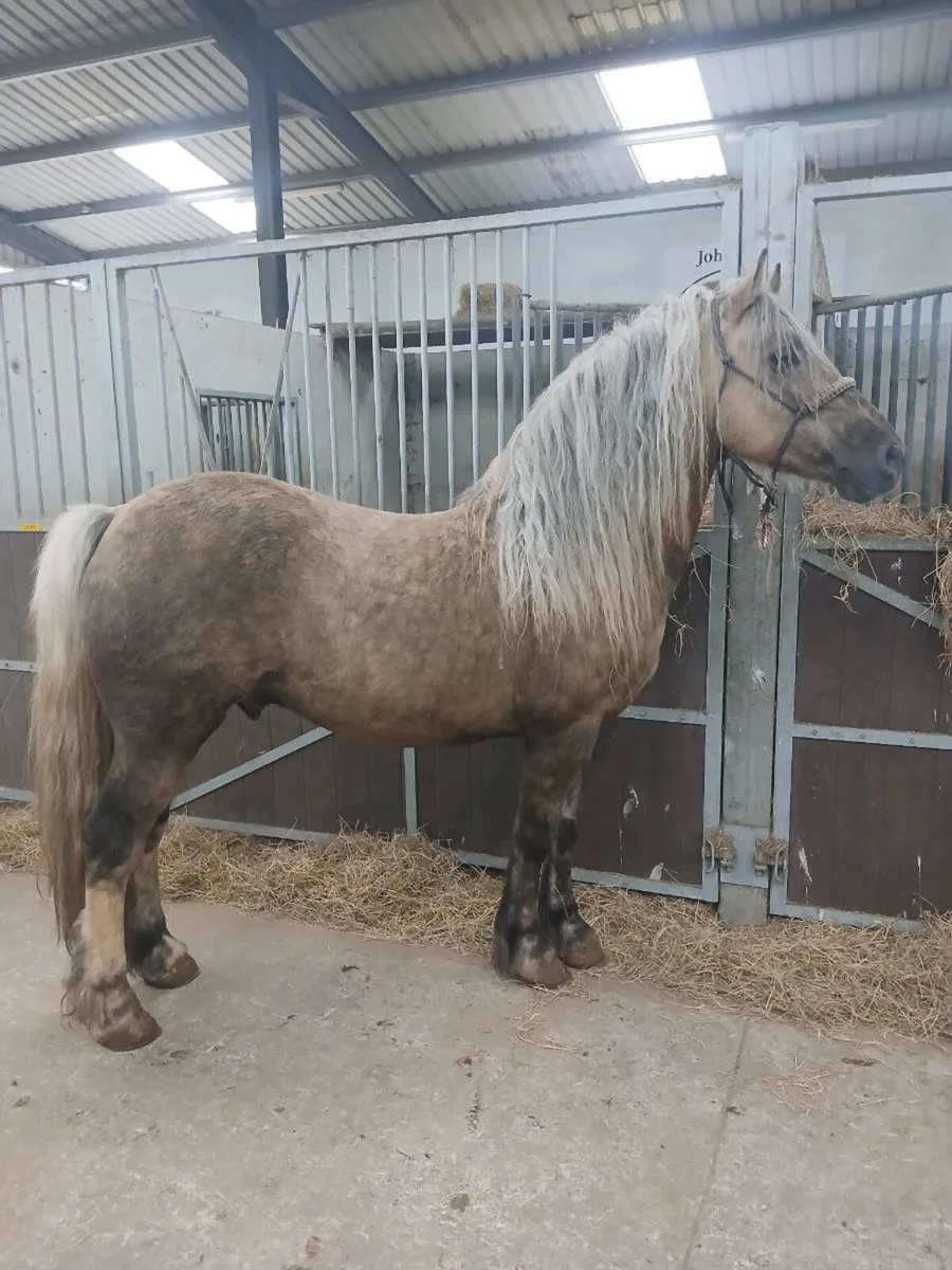 Welsh cob stallion - Image 2