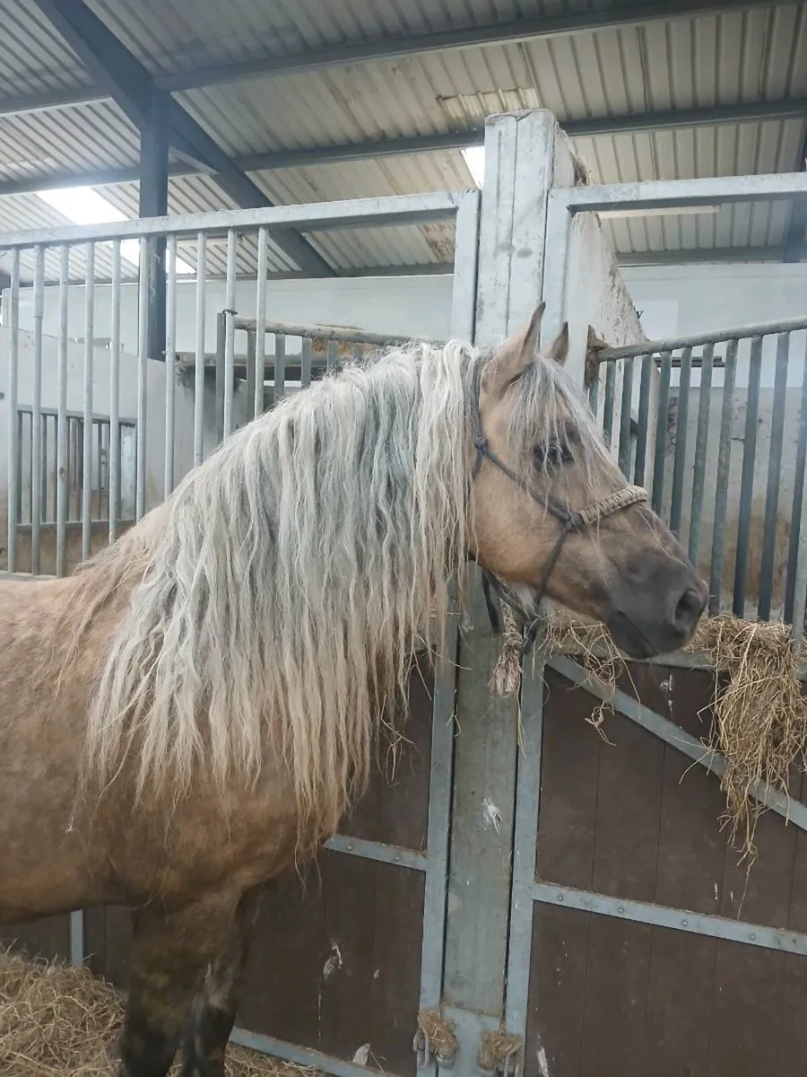 Welsh cob stallion - Image 3