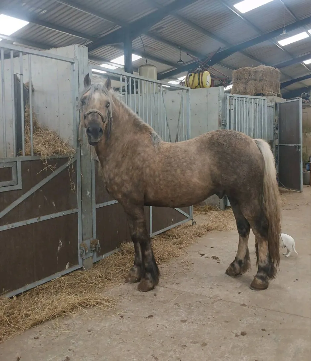 Welsh cob stallion - Image 4
