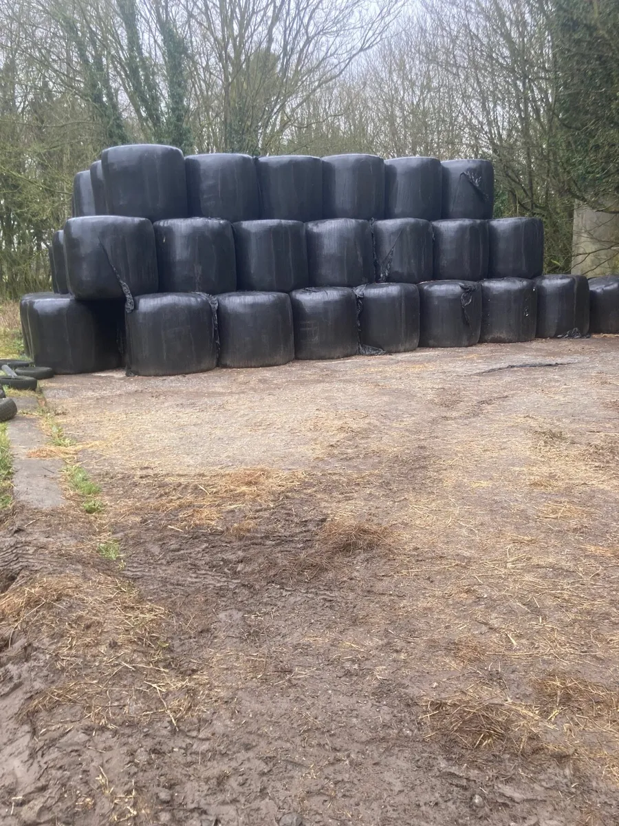 Silage - Image 3
