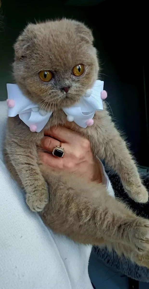 Amazing Purebred Scottish and British shorthair ki - Image 4