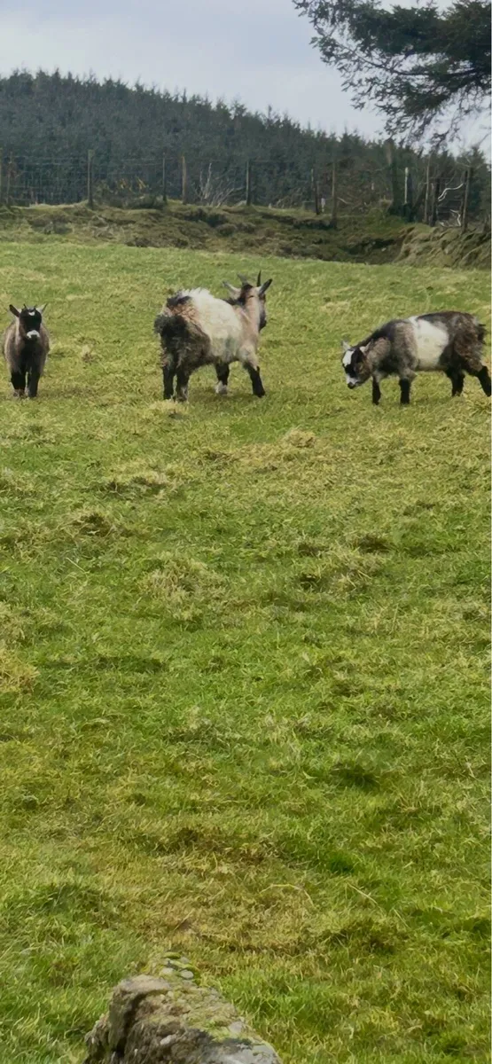 Pygmy goats - Image 1