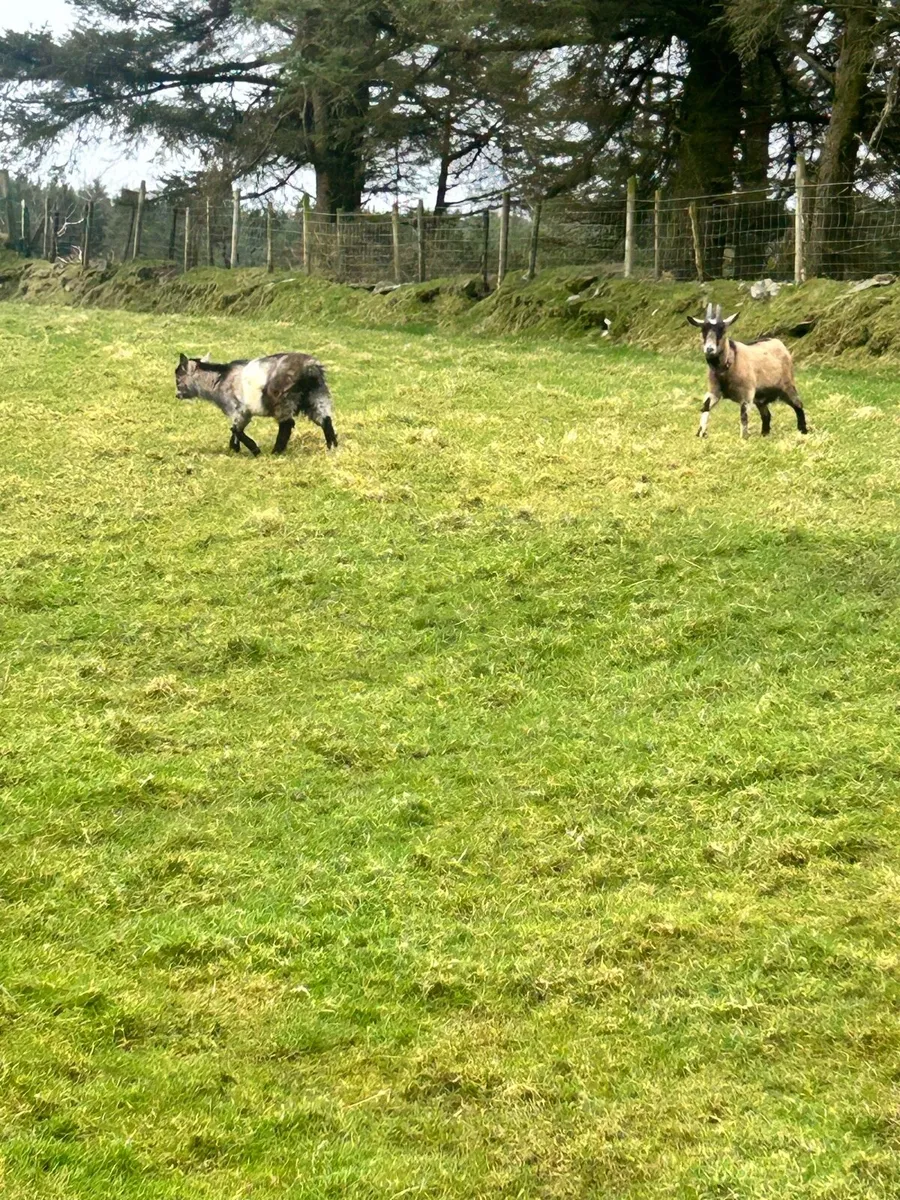 Pygmy goats - Image 2