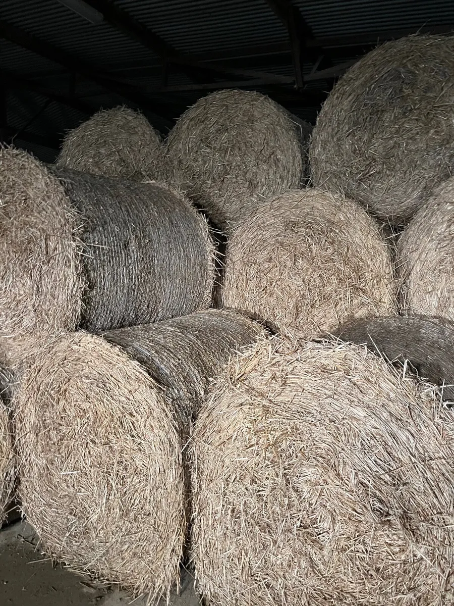 Silage & straw bales cheap to clear - Image 2