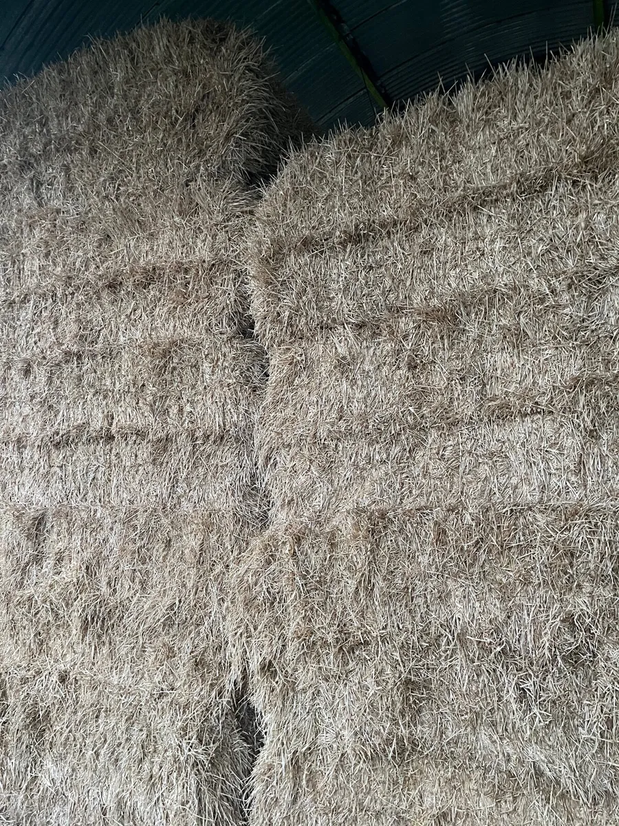 Silage & straw bales cheap to clear - Image 3