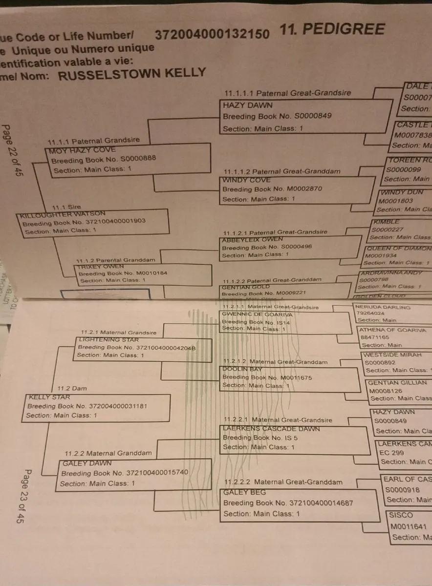 Connemara Filly - Image 2