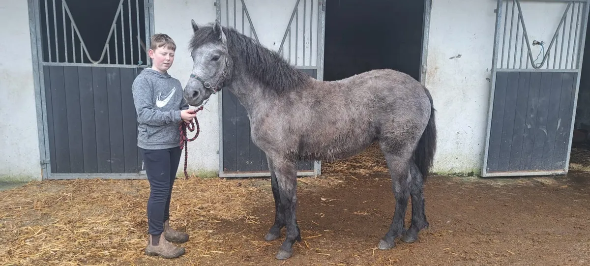 Connemara Filly - Image 1