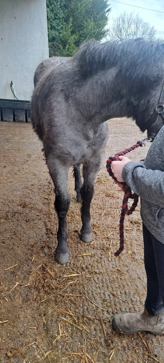 Connemara Filly - Image 4