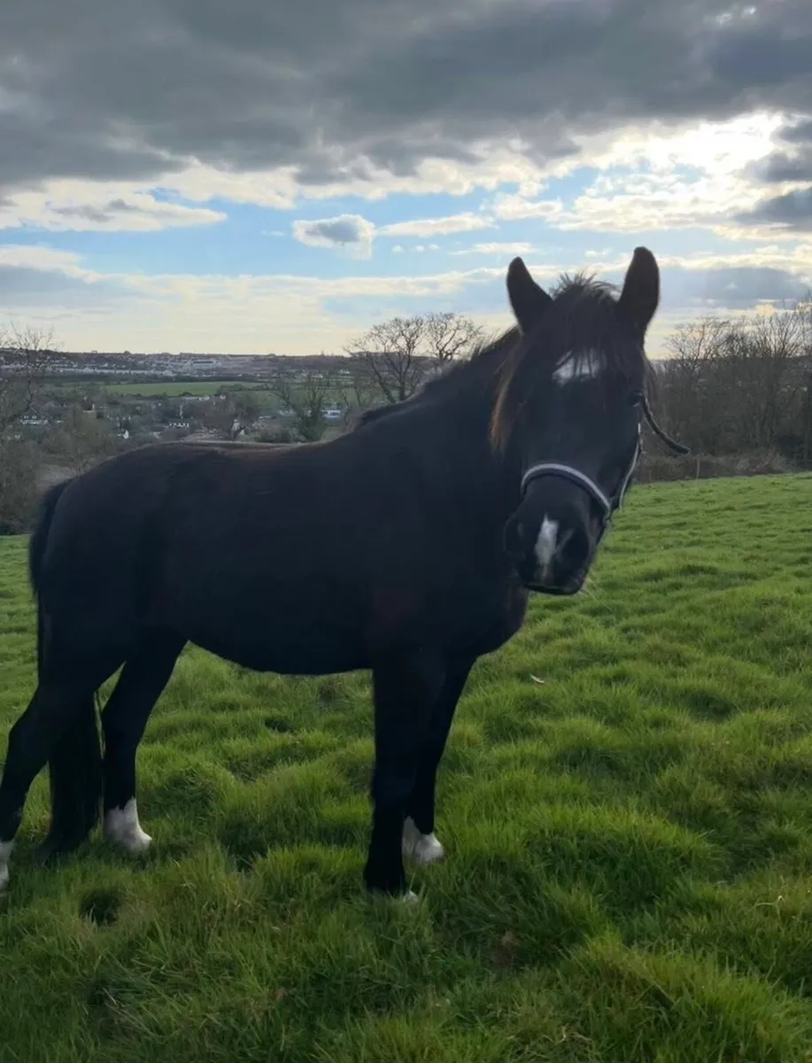 140cm 4 year old - Image 3