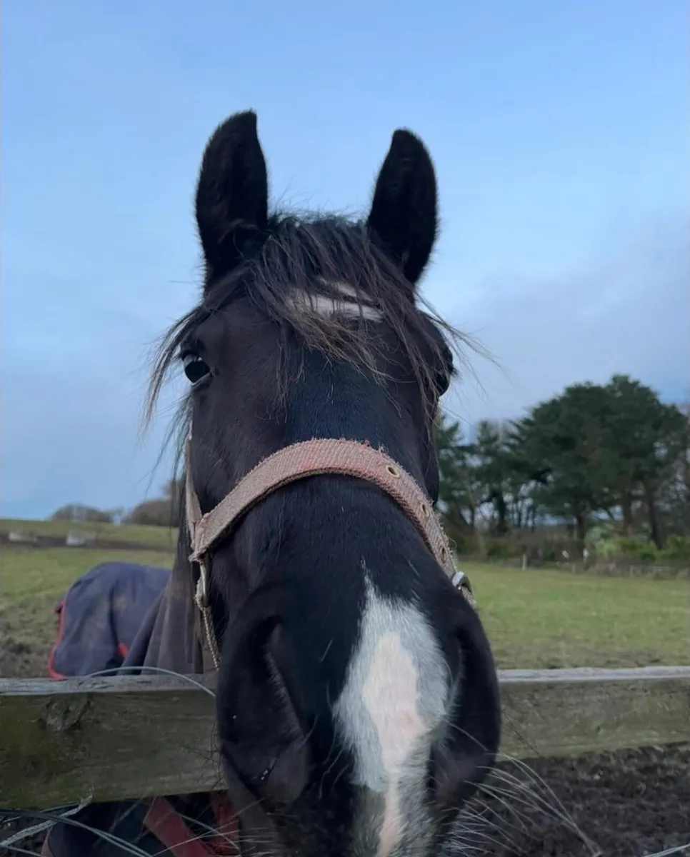 140cm 4 year old - Image 4