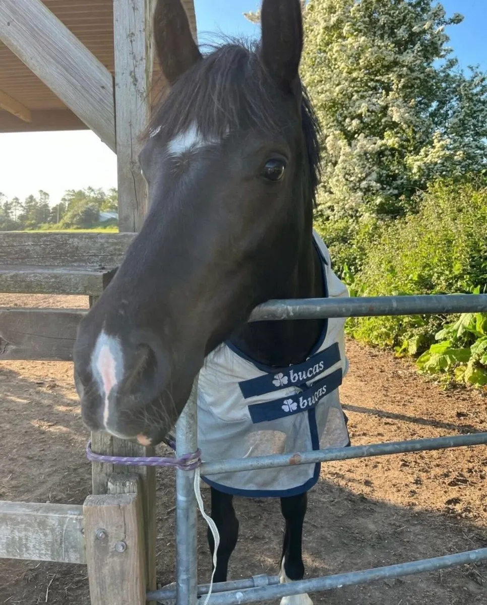 140cm 4 year old - Image 1