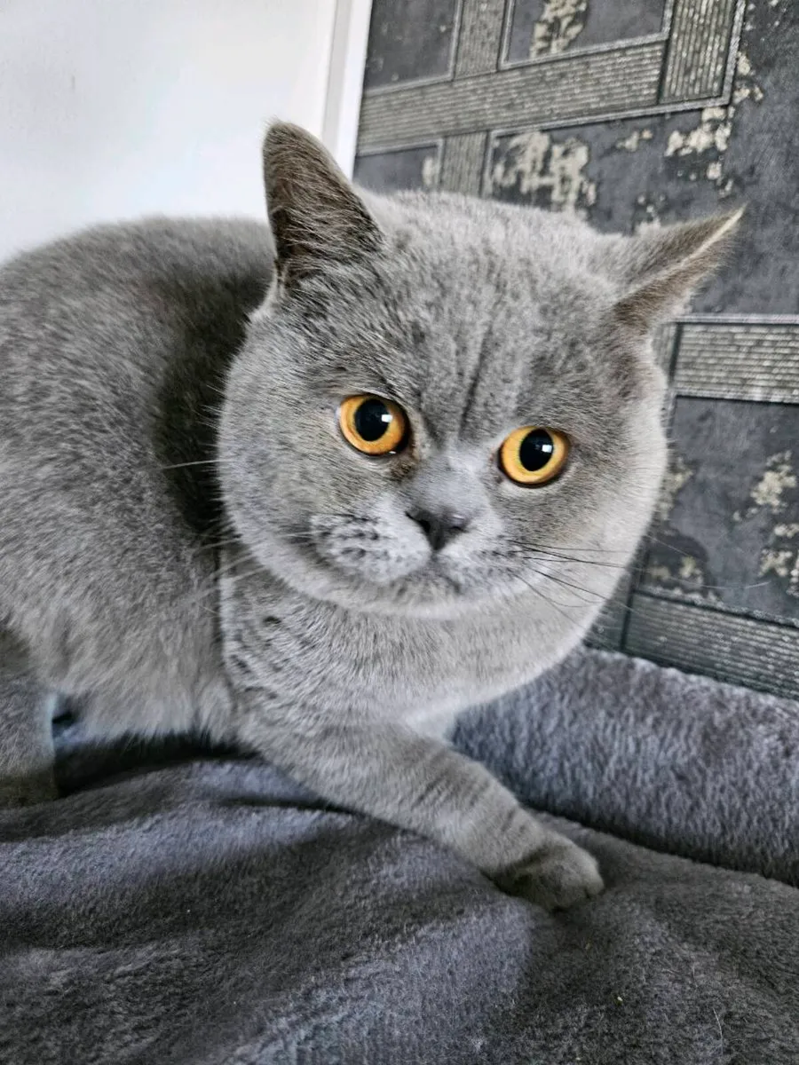 British blue male - Image 4