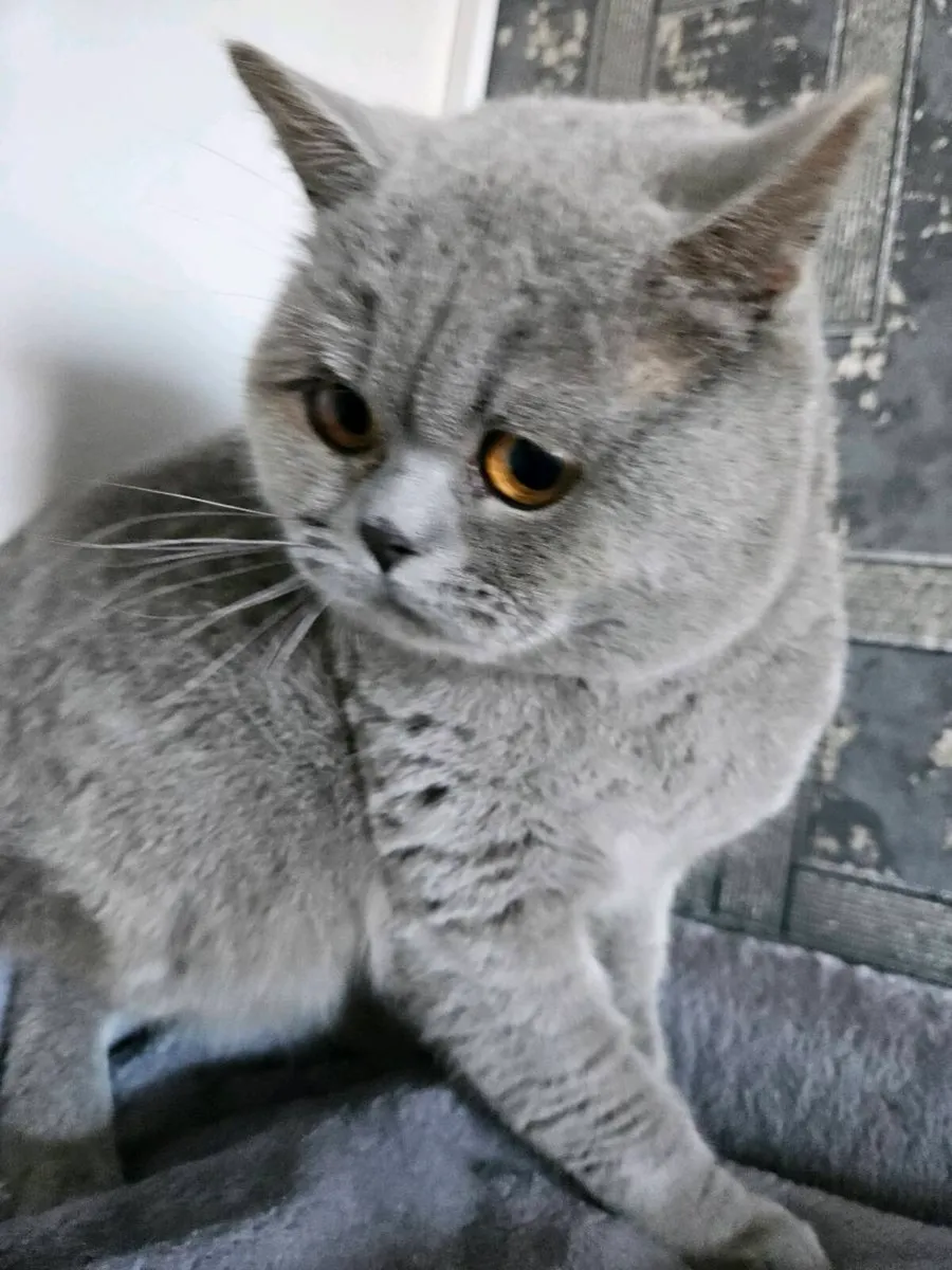 British blue male - Image 2