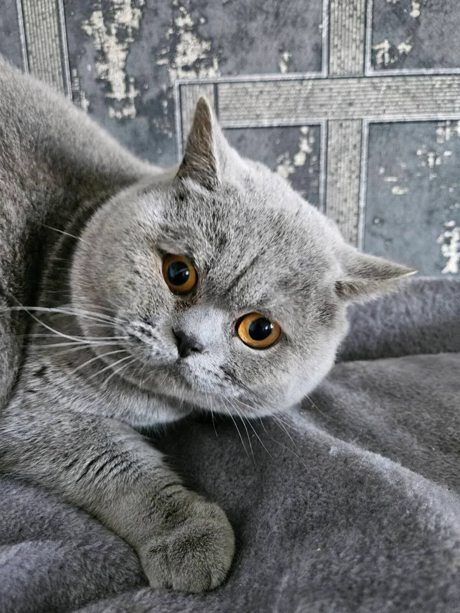 British blue male - Image 3