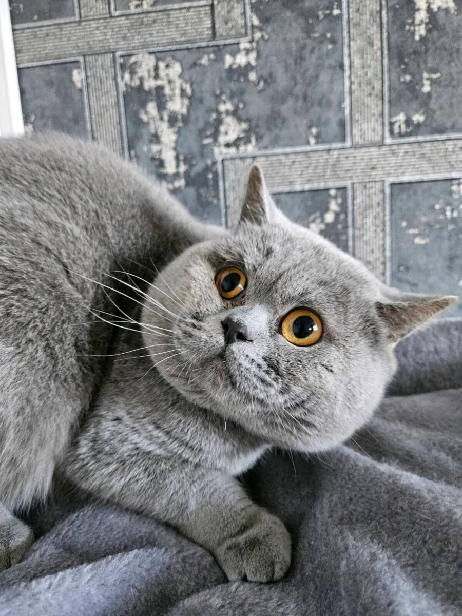 British blue male - Image 1