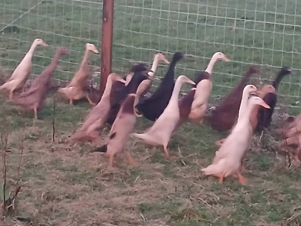 Hatching eggs - Image 4