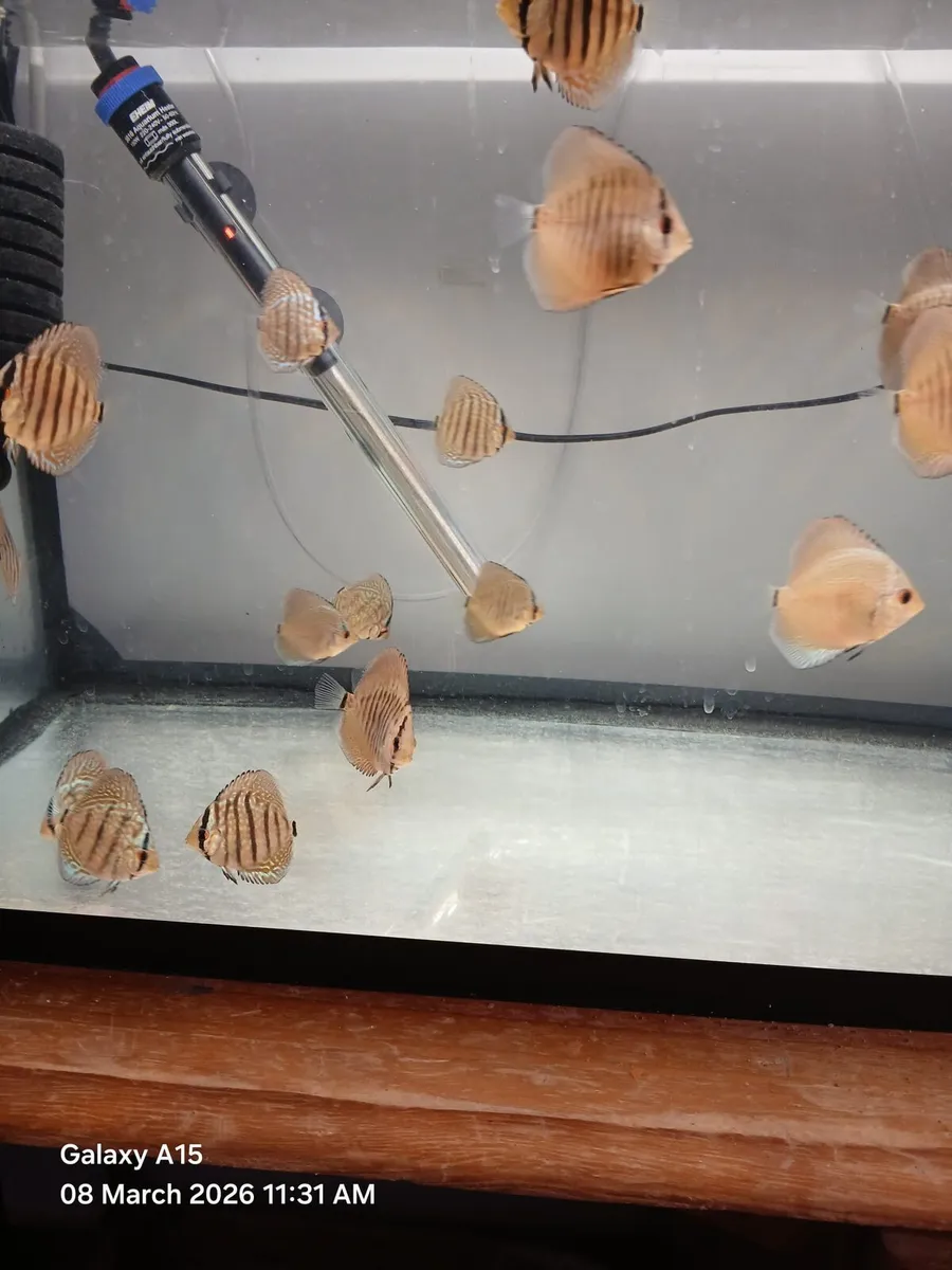 Discus Fish - Image 3