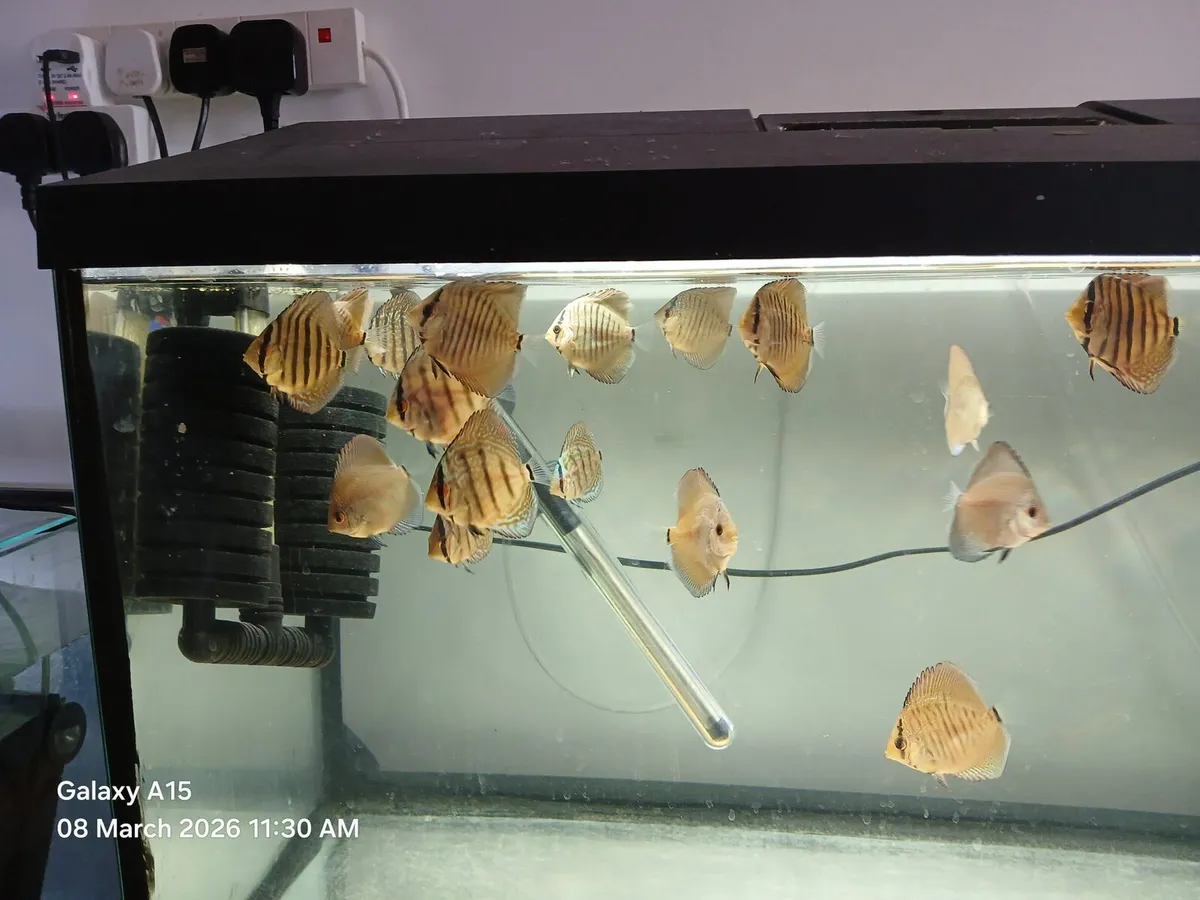 Discus Fish - Image 1