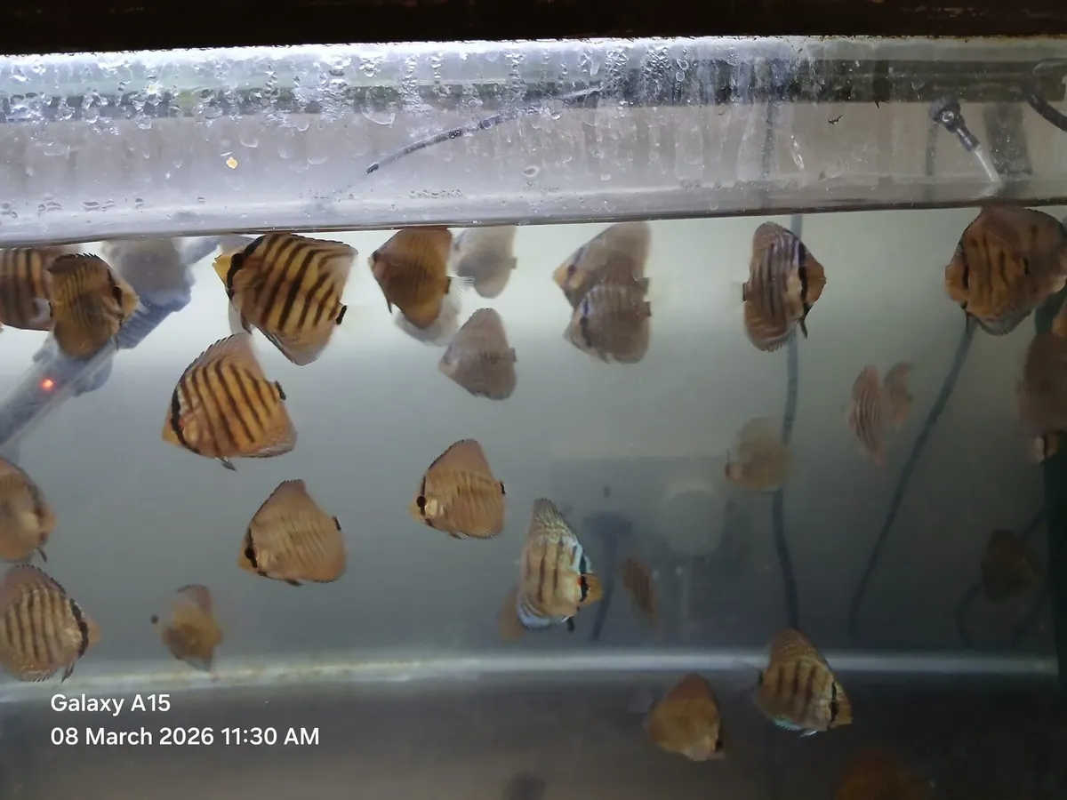 Discus Fish - Image 2
