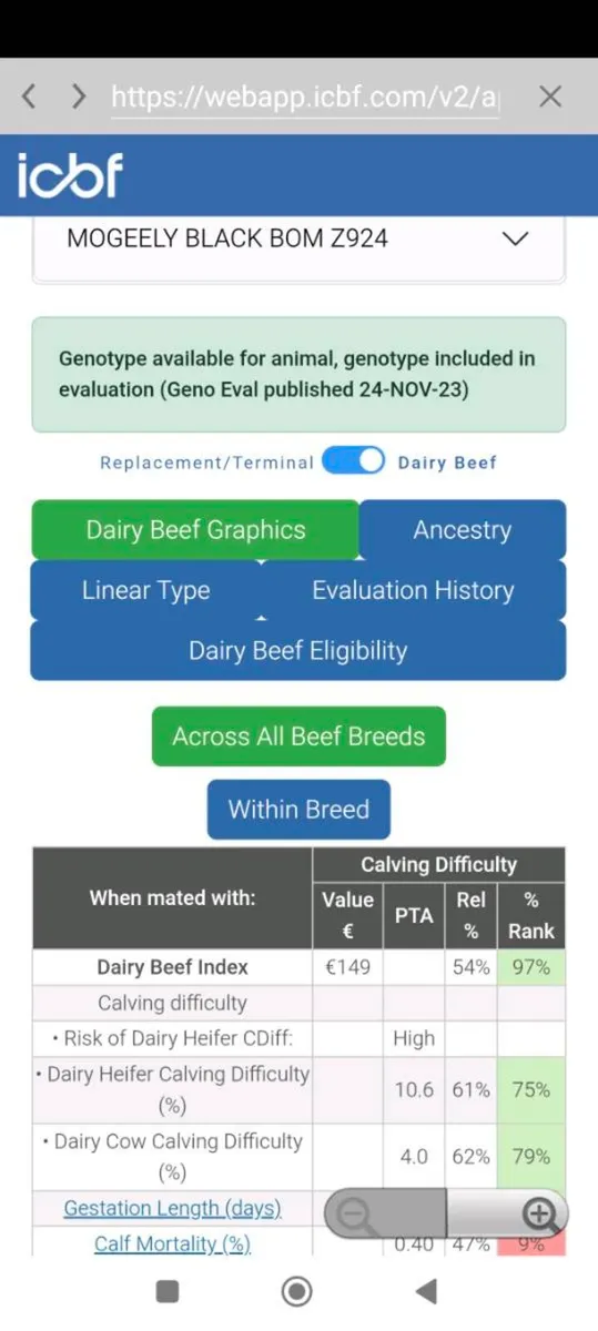 Pedigree Registered Angus 2nd Calver due end April - Image 2
