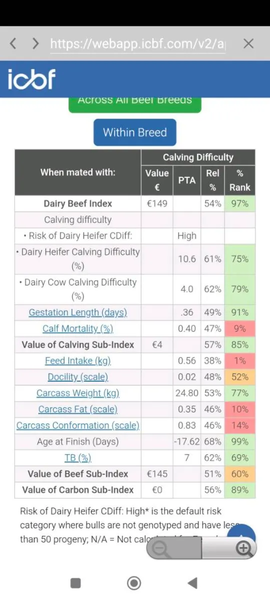 Pedigree Registered Angus 2nd Calver due end April - Image 3