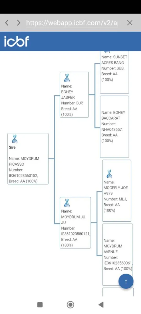 Pedigree Registered Angus 2nd Calver due end April - Image 4
