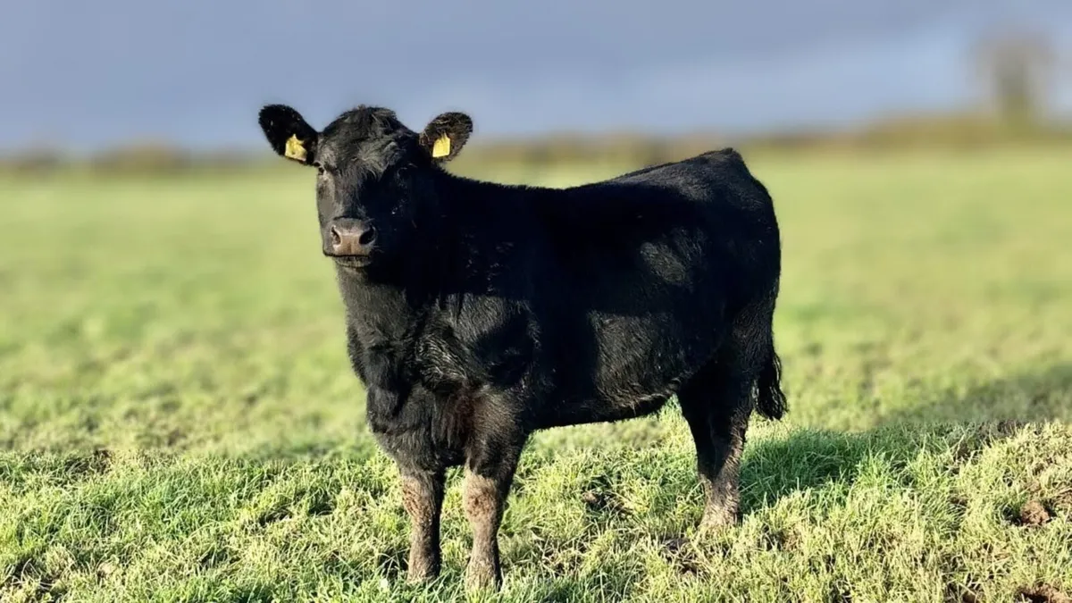 Pedigree Registered Angus 2nd Calver due end April - Image 1