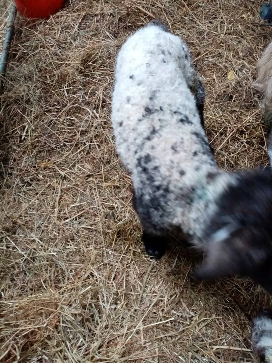 Pet ewe lambs - Image 1