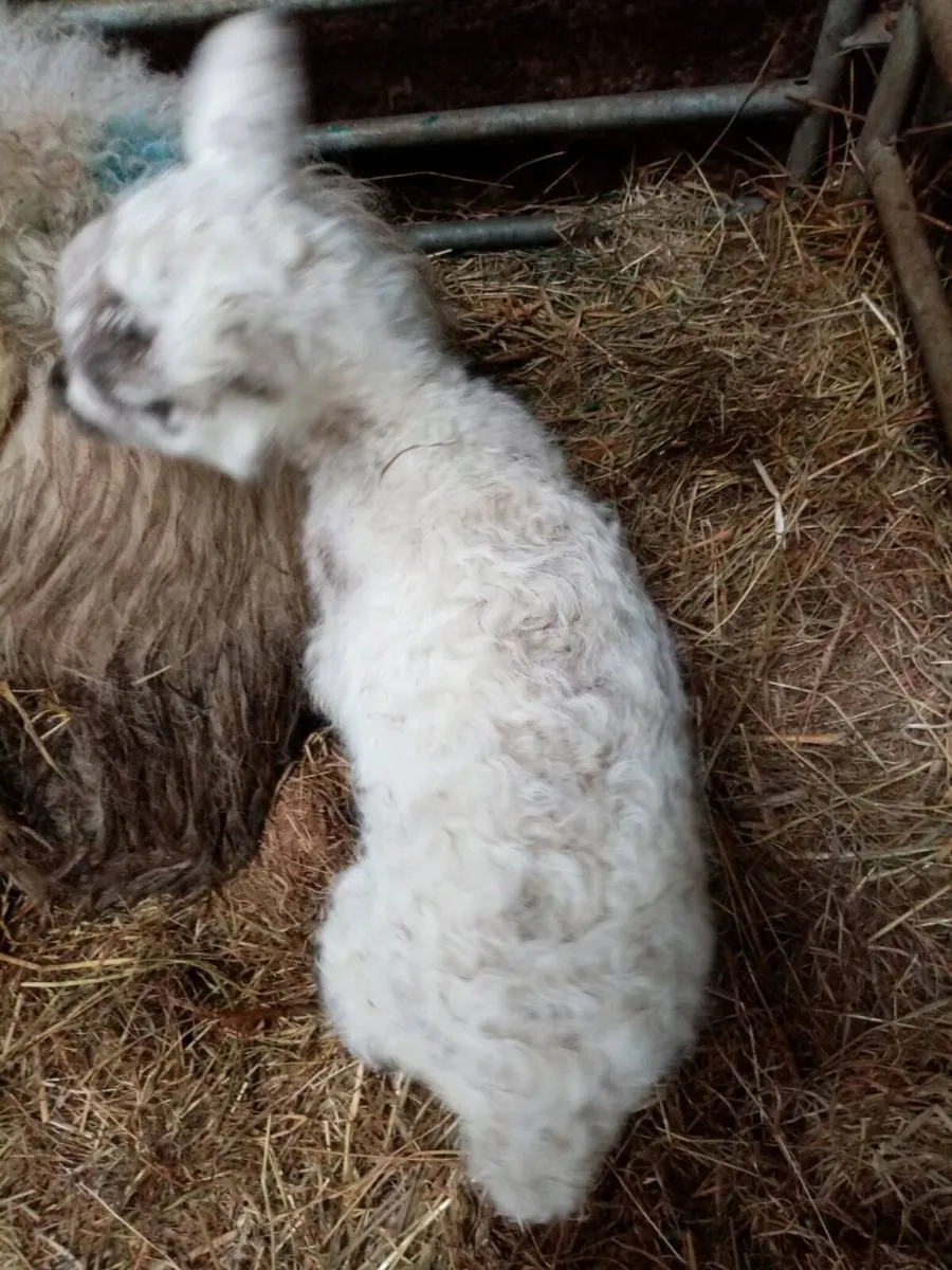 Pet ewe lambs - Image 2
