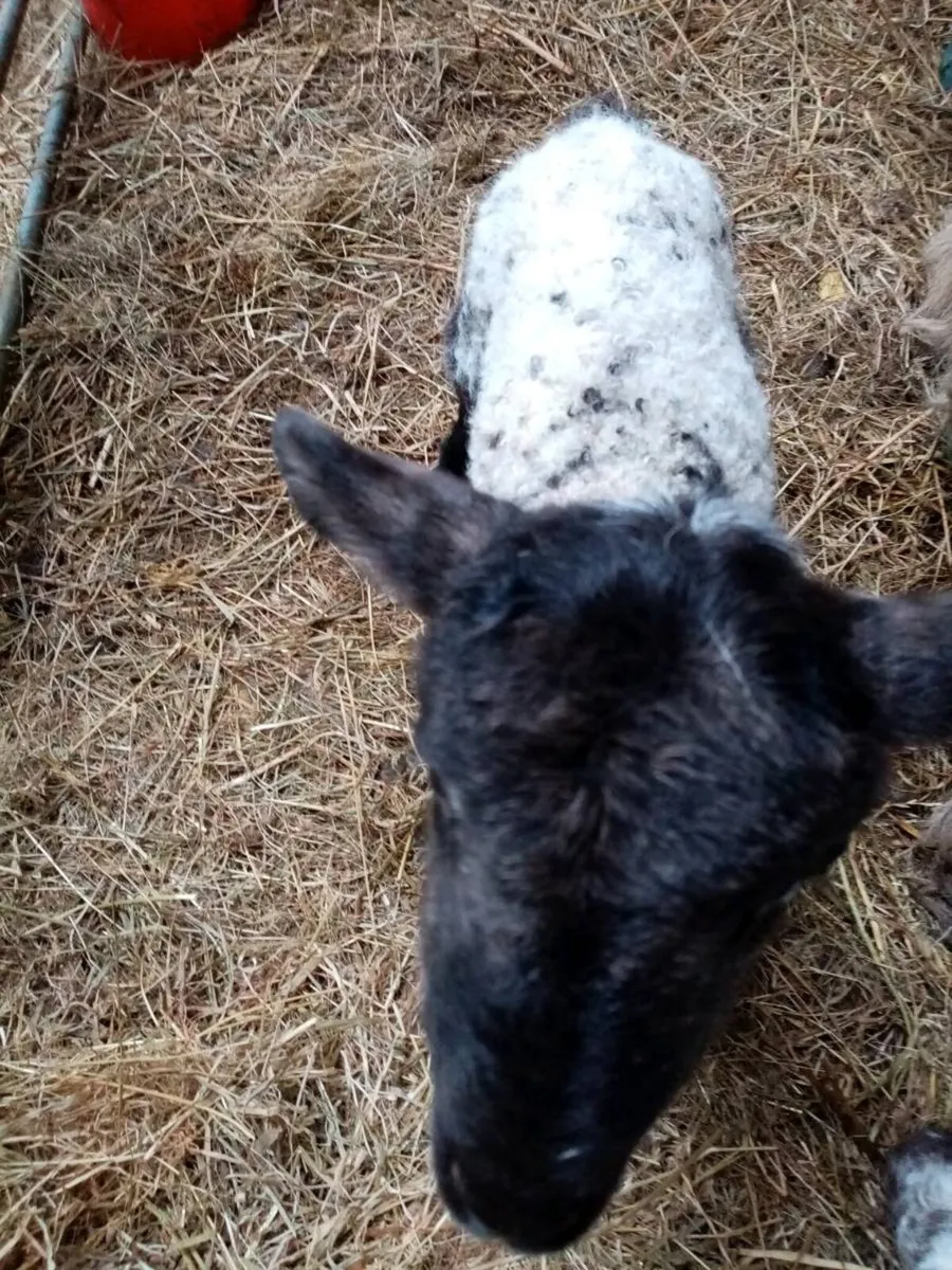 Pet ewe lambs - Image 3