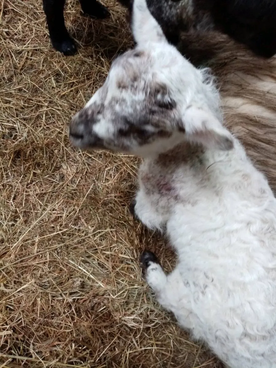 Pet ewe lambs - Image 4