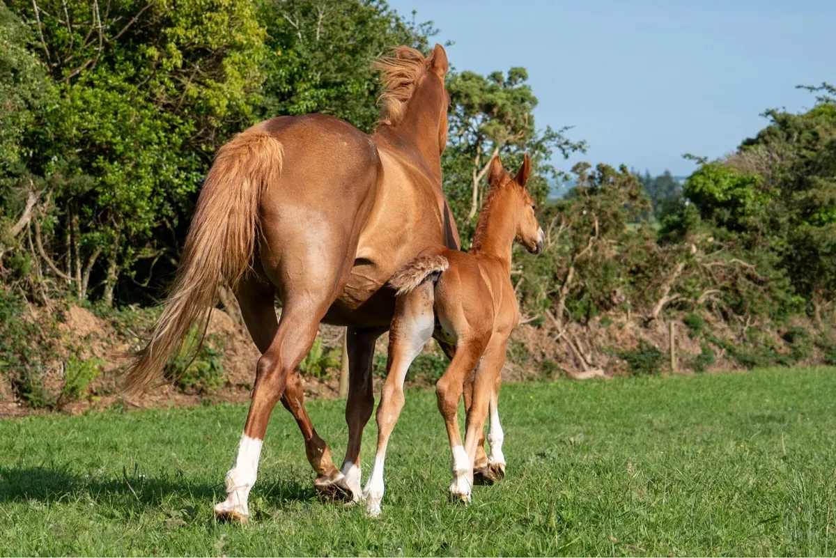Irish Draught Mare in Foal - Image 3