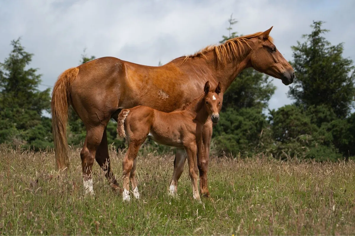 Irish Draught Mare in Foal - Image 1